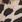 Leopard
 Leopard